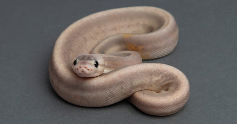 baby scaleless ball python