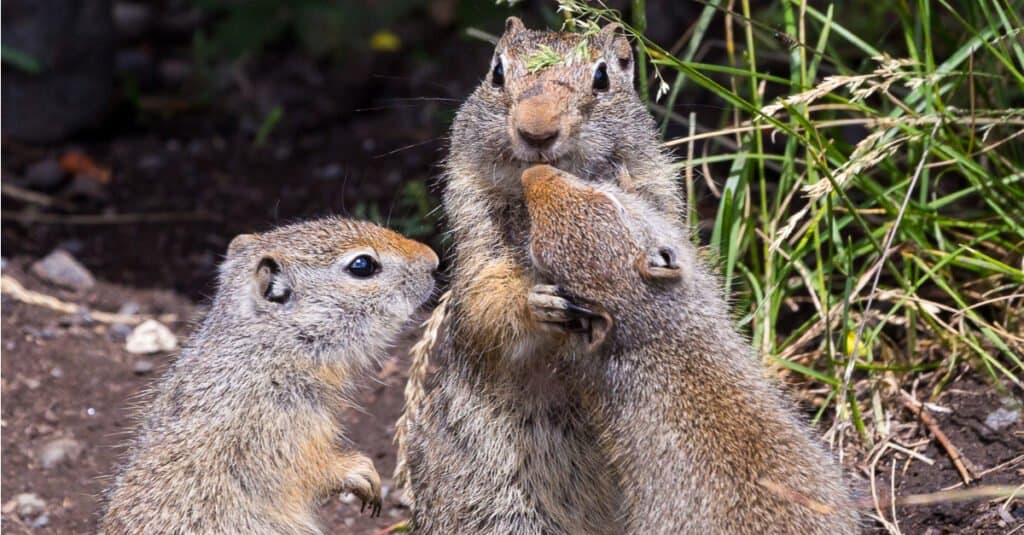 baby uinta ground squirrels with mother