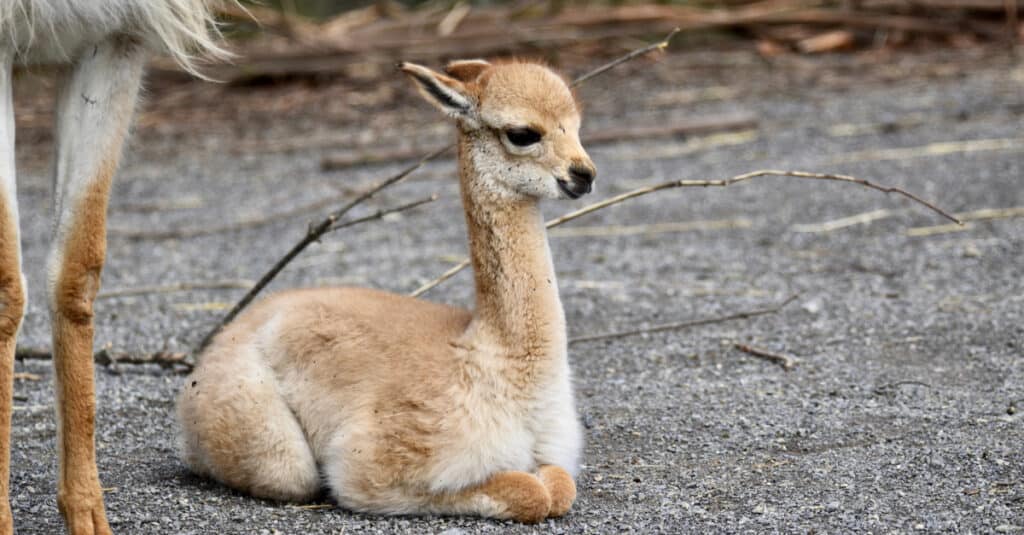 baby vicuña laying down