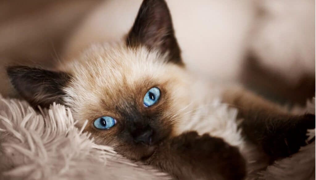 Balinese cat