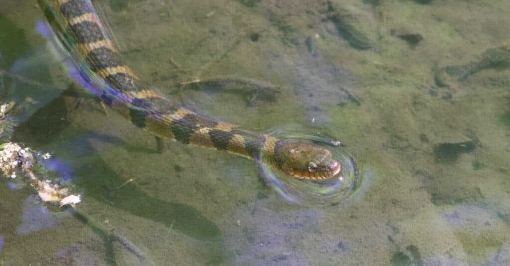 Banded water snake in water