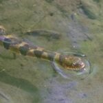 Banded Watersnake