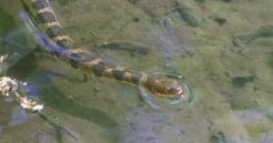 Discover the Largest Banded Watersnake Ever Recorded Picture
