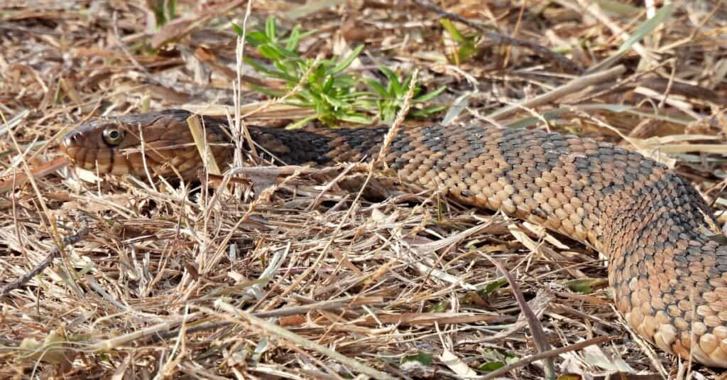 banded water snake slithering in straw