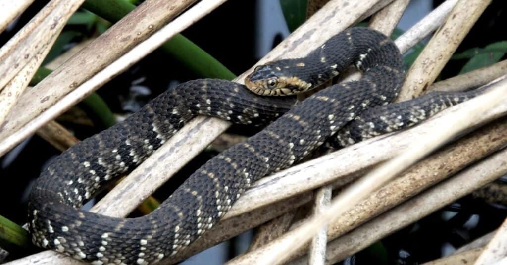 Plain bellied water snake wrapped around reeds.