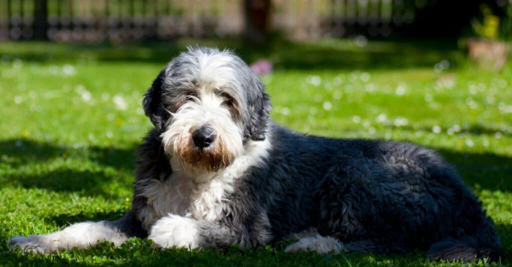 bearded collie laying in the grass