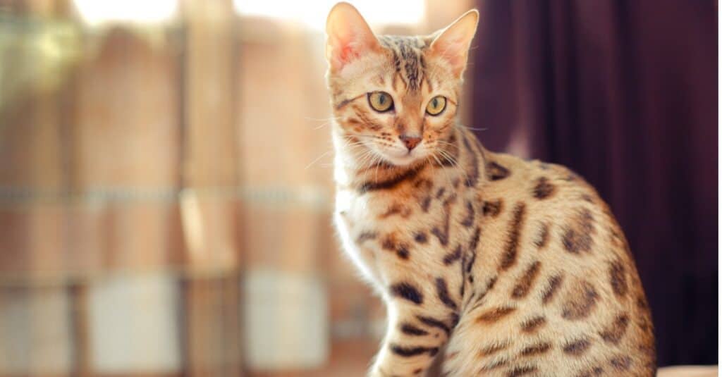 hypoallergenic cats bengal