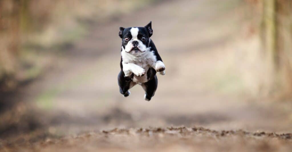 how far can boston terrier run? 2