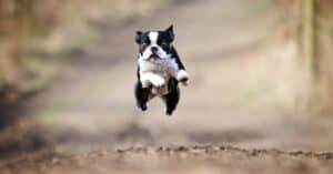 Are Boston Terriers the Most Troublesome Dogs? 8 Common Complaints About Them  Picture
