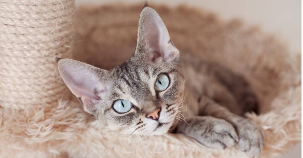 cornish rex cat