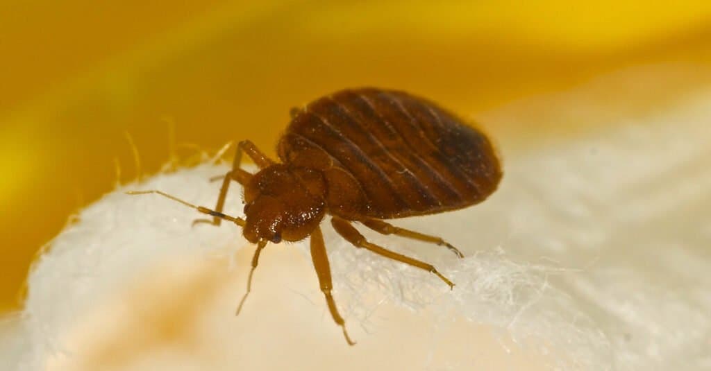 close up of bed bug