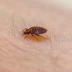 Bed bugs feed on human blood.