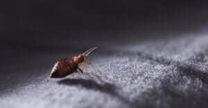 Bed Bugs Treatment: 7 Ways to Deal with a Bed Bug Infestation Picture