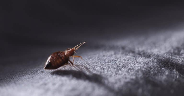 bed bug in moonlight