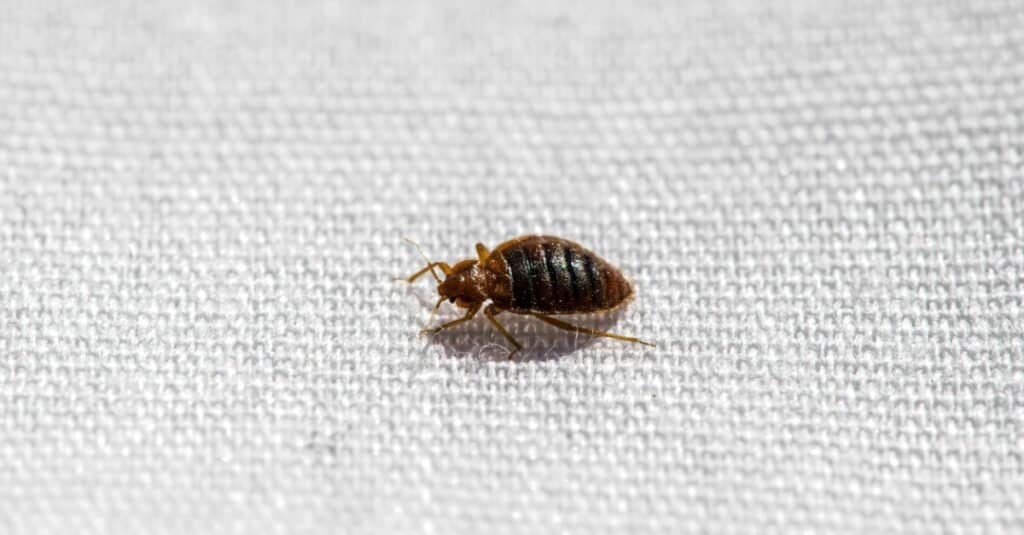 bed bug in my bathroom sink