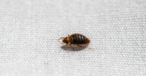 Where Do Bed Bugs Come From? Picture