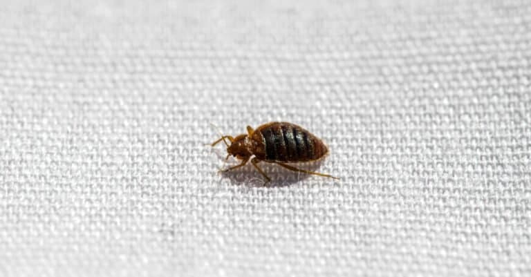 bed bug on mattress