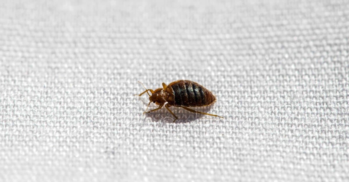 mild bed bug infestation
