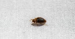 Do Bed Bugs Fly? Picture