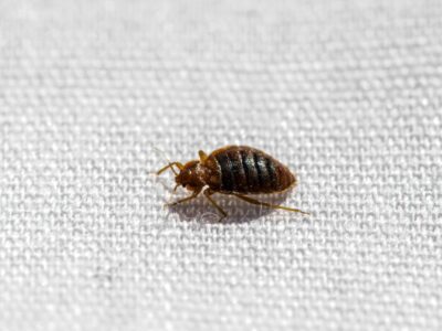 A Bed Bugs Quiz: Find Out How Much You Know!