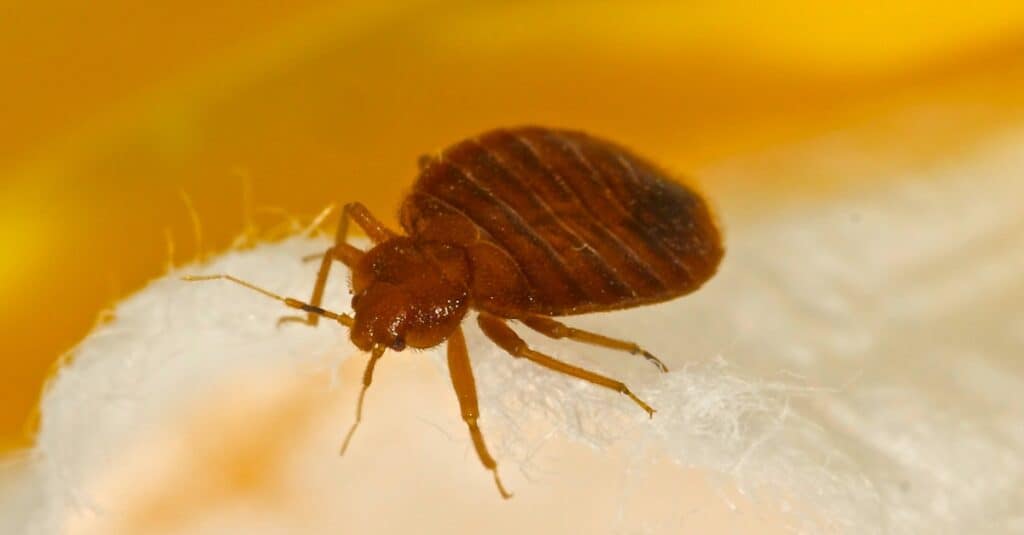 bed bug close up