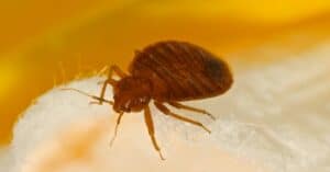 Can Bed Bugs Live In Your Hair? Picture