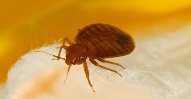 bed bug close up
