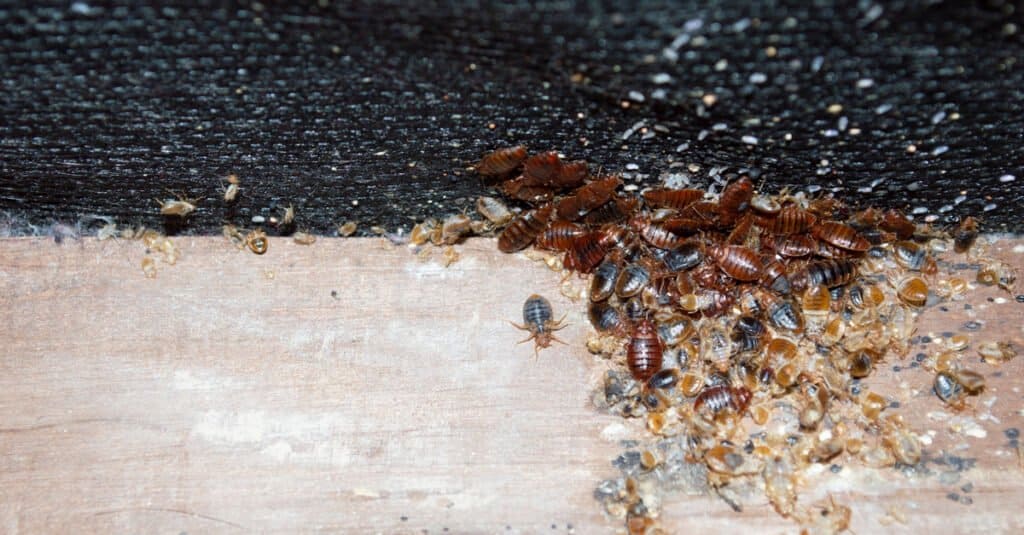 bed bug infestation