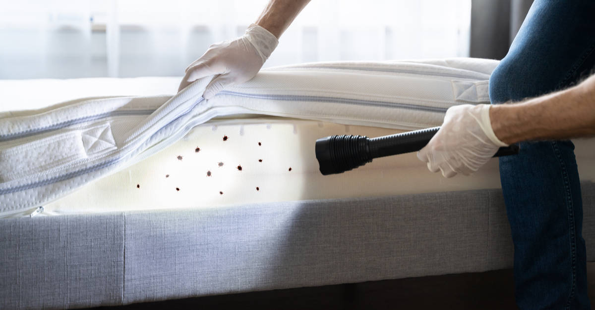 bed bug infestation on mattress