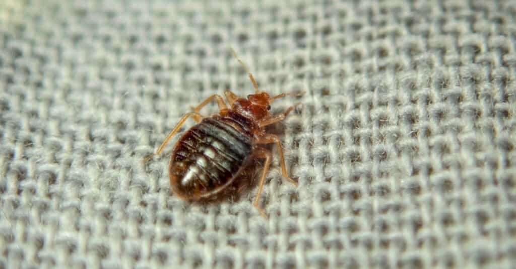 cockroach bite marks on baby