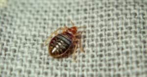 How Big Are Bed Bugs Compared to Other Bugs? Picture