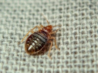 Bed Bugs Picture