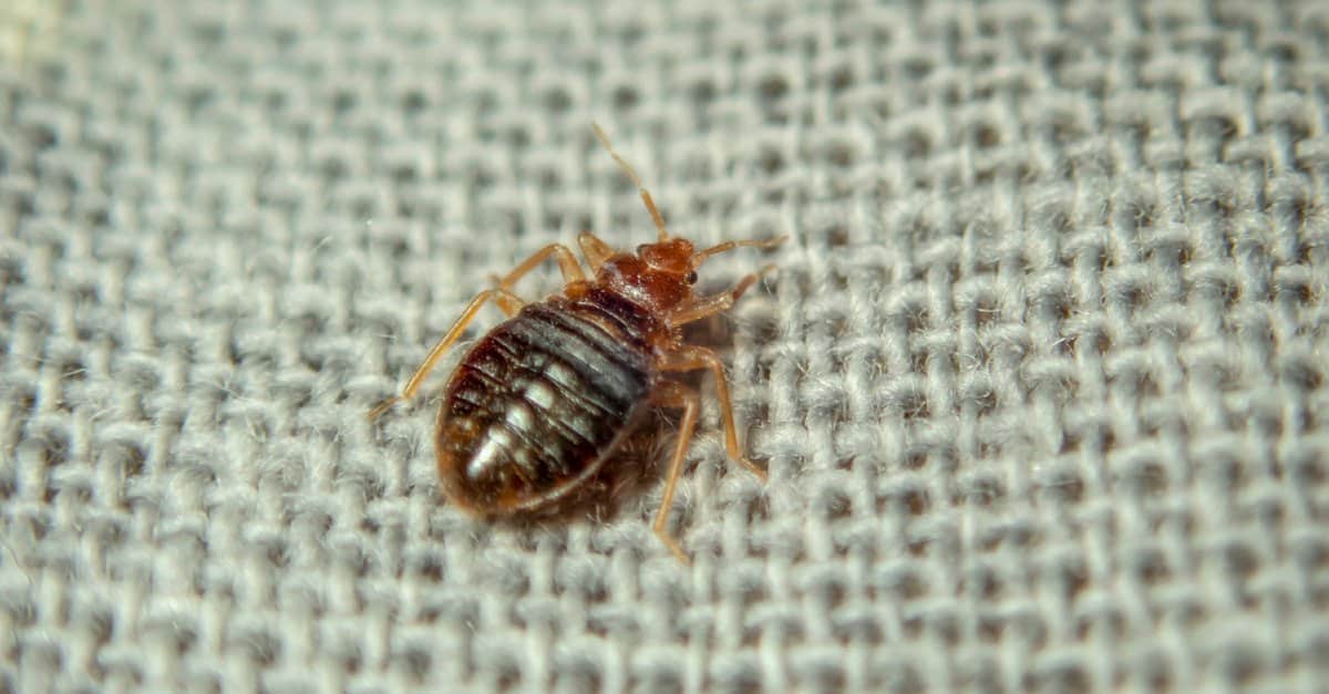 What Kills Bed Bugs Instantly? - Az Animals