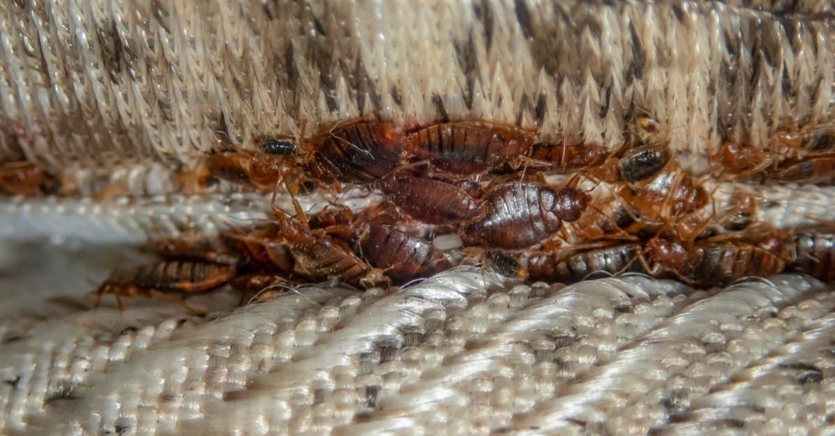 bed bug under mattress
