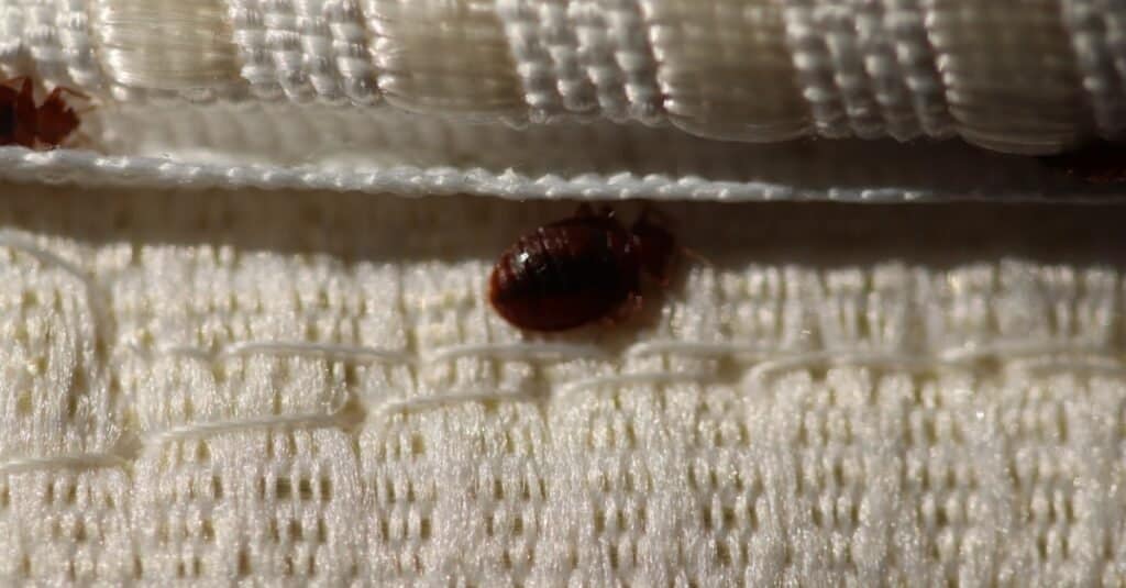 bed bug in mattress seam