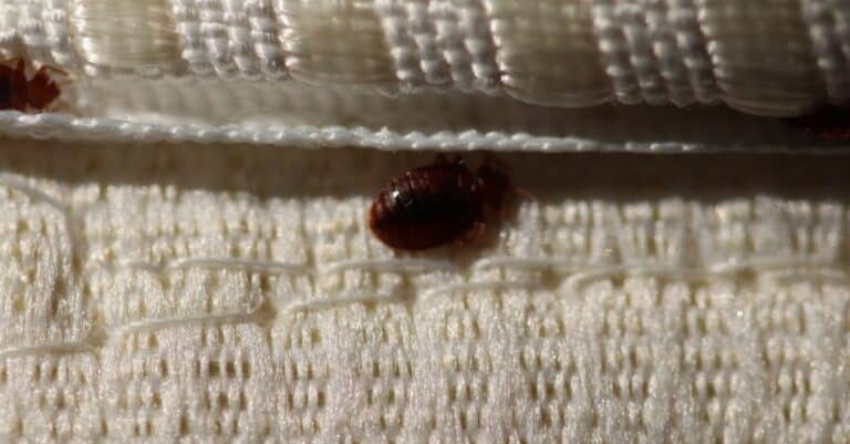 Where Do Bed Bugs Nest? - A-Z Animals