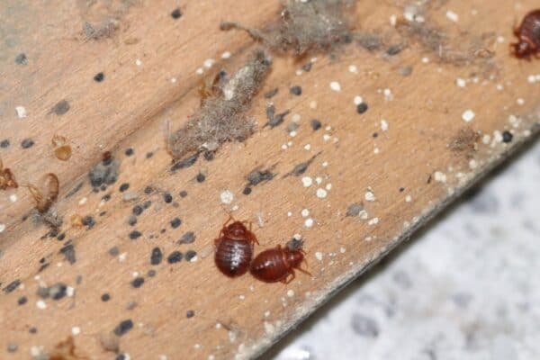 While bed bugs can sometimes be found in the hair, they are most commonly found on mattresses and furniture. 