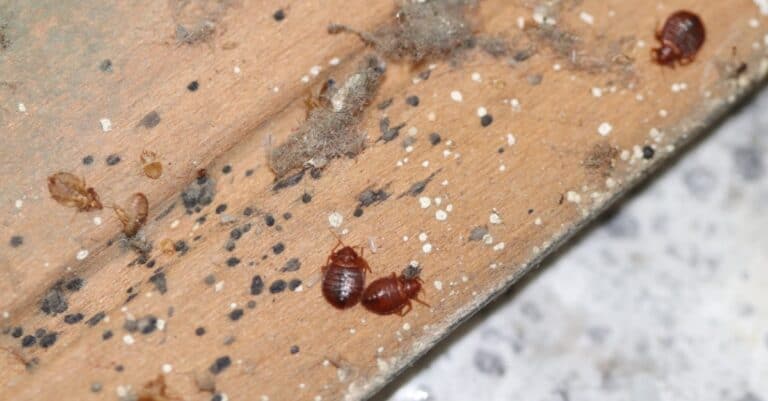 bed bugs on wood furniture