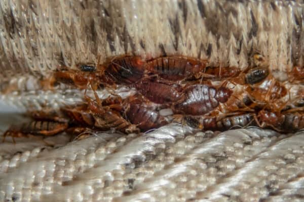 A bed bug infestation in a sofa. One of the ways to check for bed bugs is to look in the seams of sofas and other furniture.