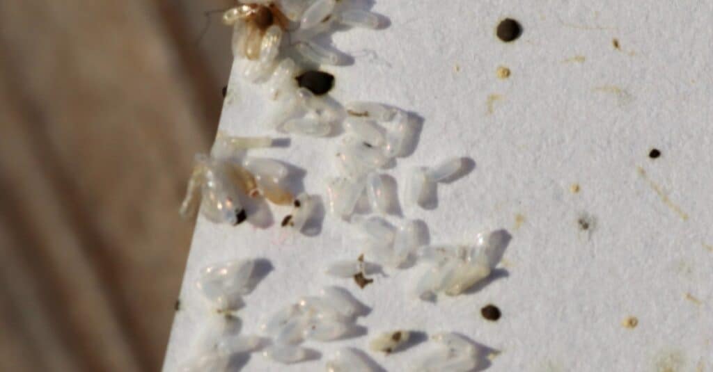 bed bug nymphs