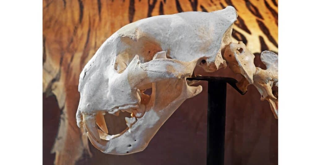 Tiger Teeth - Bengal Tiger Skull