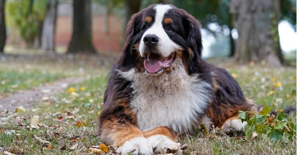 Bernese mountain dog laying down