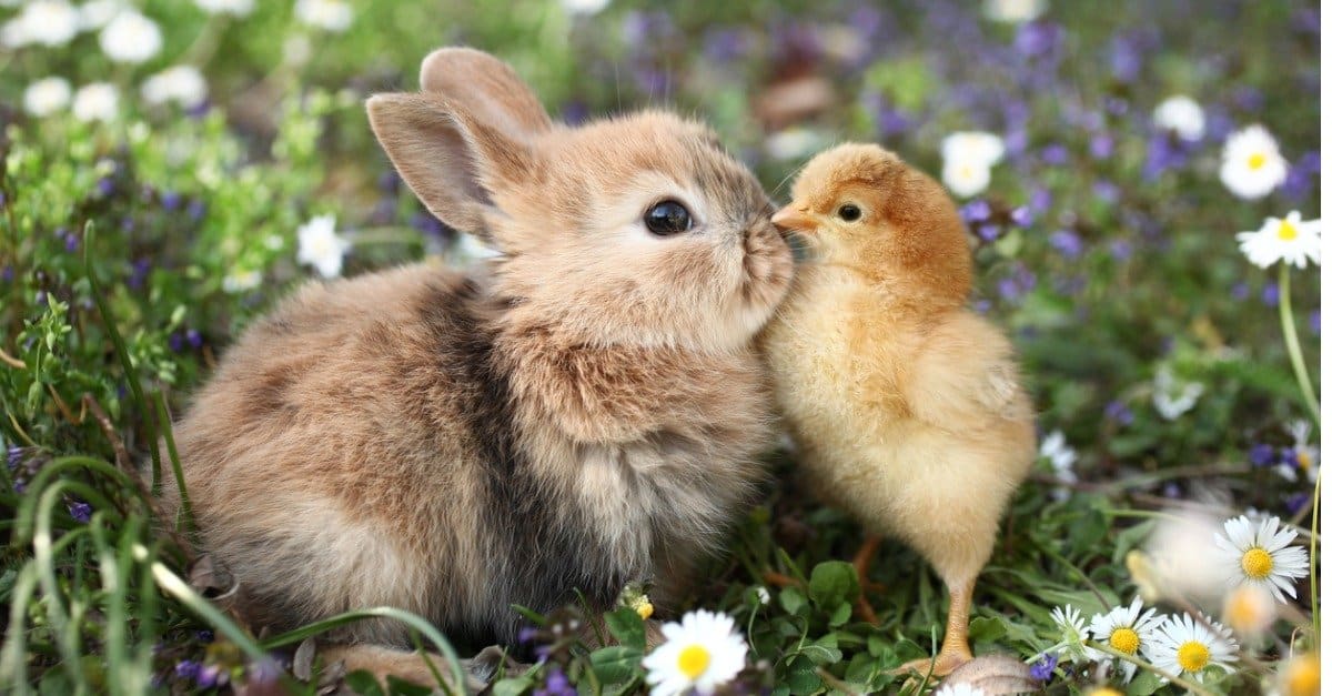 baby chicken and bunny