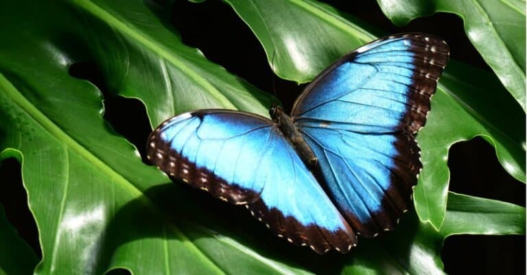 blue morpho butterfly on giant leaves