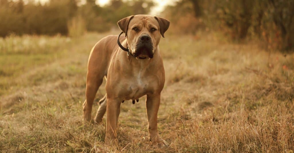 boerboel standing in open field