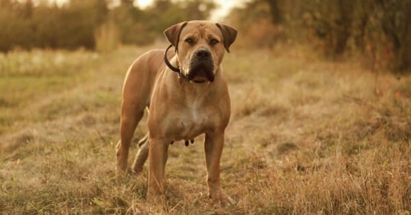 Boerboel - A-Z Animals