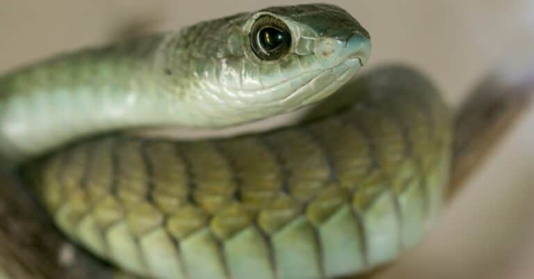 close up of male boomslang