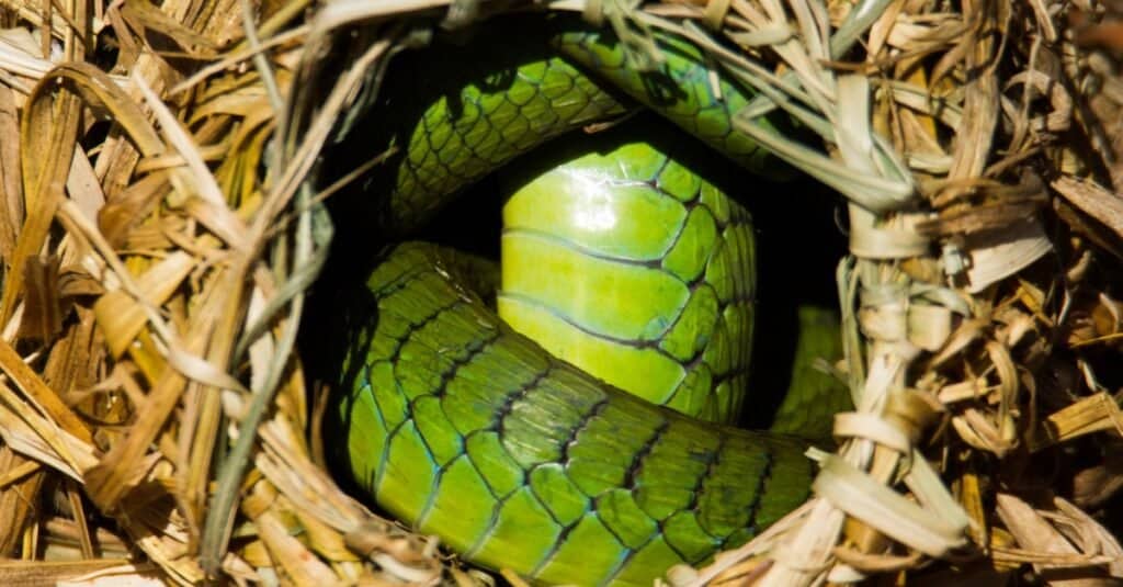 boomslang curled up in nest