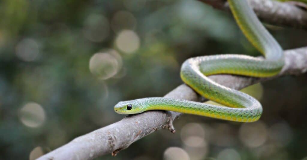 boomslang glides on a branch