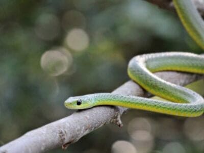 Boomslang Picture